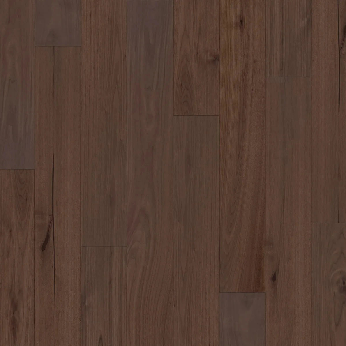 Vernal - American Walnut